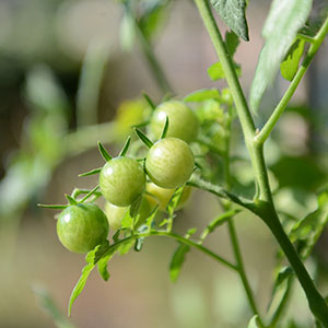 Une grappe de tomates cerise